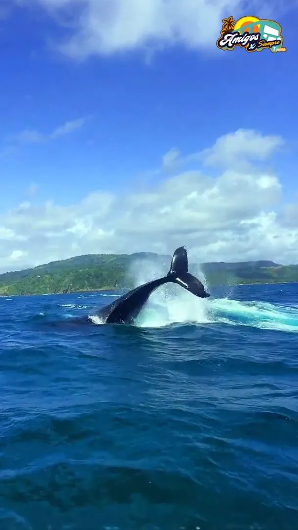 Ballenas Jorobadas